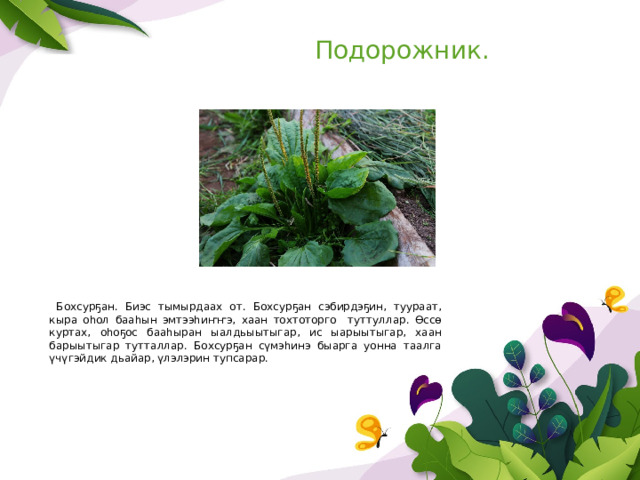Подорожник.  Бохсурҕан. Биэс тымырдаах от. Бохсурҕан сэбирдэҕин, туураат, кыра оһол бааһын эмтээһиҥҥэ, хаан тохтоторго туттуллар. Өссө куртах, оһоҕос бааһыран ыалдьыытыгар, ис ыарыытыгар, хаан барыытыгар тутталлар. Бохсурҕан сүмэһинэ быарга уонна таалга үчүгэйдик дьайар, үлэлэрин тупсарар. 