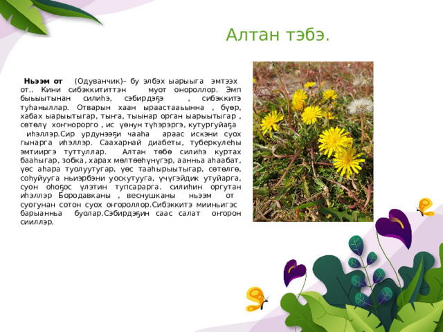 Алтан тэбэ.  Ньээм от (Одуванчик) – бу элбэх ыарыыга эмтээх от.. Кини сибэккититтэн муот онороллор. Эмп быьыытынан силиһэ, сэбирдэҕэ , сибэккитэ туһаныллар. Отварын хаан ыраастааьынна , бүөр, хабах ыарыытыгар, тыҥа, тыынар орган ыарыытыгар , сөтөлү хоҥнорорго , ис үөнун түһэрэргэ, кутургуйаҕа иһэллэр.Сир урдунээҕи чааһа араас искэни суох гынарга иһэллэр. Саахарнай диабеты, туберкулеһы эмтииргэ туттуллар. Алтан төбө силиһэ куртах бааһыгар, зобка, харах мөлтөөһүнүгэр, аанньа аһаабат, үөс аһара туолуутугар, үөс тааһырыытыгар, сөтөлгө, соһуйууга ньиэрбэни уоскутууга, үчүгэйдик утуйарга, суон оһоҕос үлэтин тупсарарга. силиһин оргутан иһэллэр Бородавканы , веснушканы ньээм от суогунан сотон суох оҥороллор.Сибэккитэ мииньигэс барыанньа буолар.Сэбирдэҕин саас салат оҥорон сииллэр. 