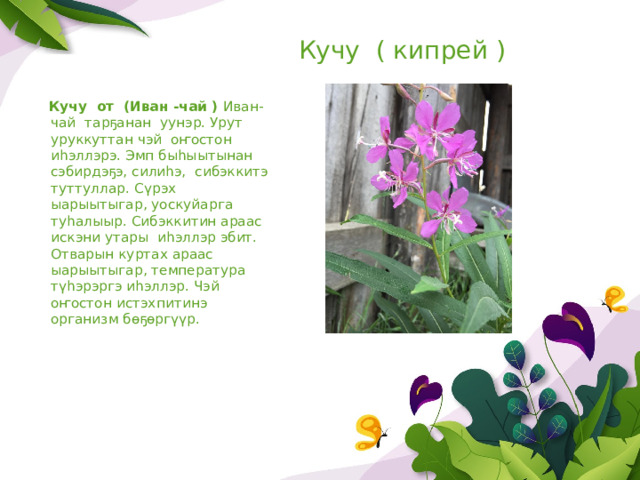 Кучу ( кипрей )  Кучу от (Иван -чай ) Иван- чай тарҕанан уунэр. Урут уруккуттан чэй оҥостон иһэллэрэ. Эмп быһыытынан сэбирдэҕэ, силиһэ, сибэккитэ туттуллар.  Сүрэх ыарыытыгар, уоскуйарга туһалыыр. Сибэккитин араас искэни утары иһэллэр эбит.  Отварын куртах араас ыарыытыгар, температура түһэрэргэ иһэллэр. Чэй оҥостон истэхпитинэ организм бөҕөргүүр. 