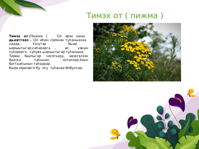 Тимэх от ( пижма ) Тимэх от .(Пижма ) Ол эрэн кини дьааттаах . Ол иһин сэрэнэн туһаныахха наада.. Үксүгэр быар ыарыытыгар,саһарарга , ис үөнүн түһэрэргэ, сүһүөх ыарыытыгар туһалыыр. Тирии бааһыгар чесоткаҕа, ирэҥэлээх бааска таһынан сотоллор.Хаан баттааһынын таһаарар. Кыра оҕолорго бу оту туһанар бобуллар. 