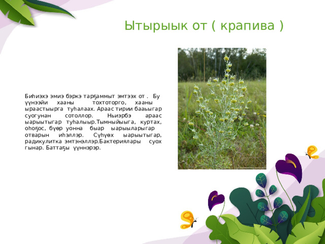 Ытырыык от ( крапива ) Биһиэхэ эмиэ бэркэ тарҕаммыт эмтээх от .  Бу үүнээйи хааны тохтоторго, хааны ыраастыырга туһалаах. Араас тирии бааьыгар суогунан сотоллор. Ньиэрбэ араас ыарыытыгар туһалыыр.Тымныйыыга, куртах, оһоҕос, бүөр уонна быар ыарыыларыгар отварын иһэллэр. Сүһүөх ыарыытыгар, радикулитка эмтэнэллэр.Бактериялары суох гынар. Баттаҕы үүннэрэр. 