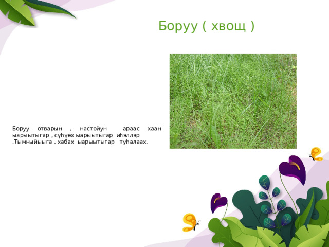 Боруу ( хвощ ) Боруу отварын , настойун араас хаан ыарыытыгар , сүһүөх ыарыытыгар иһэллэр .Тымныйыыга , хабах ыарыытыгар туһалаах. 