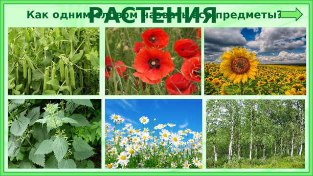 РАСТЕНИЯ Как одним словом назвать все предметы? 