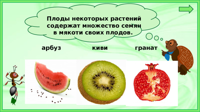 Плоды некоторых растений содержат множество семян в мякоти своих плодов.   арбуз киви гранат 