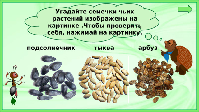 Угадайте семечки чьих растений изображены на картинке .Чтобы проверить себя, нажимай на картинку.   подсолнечник тыква арбуз 