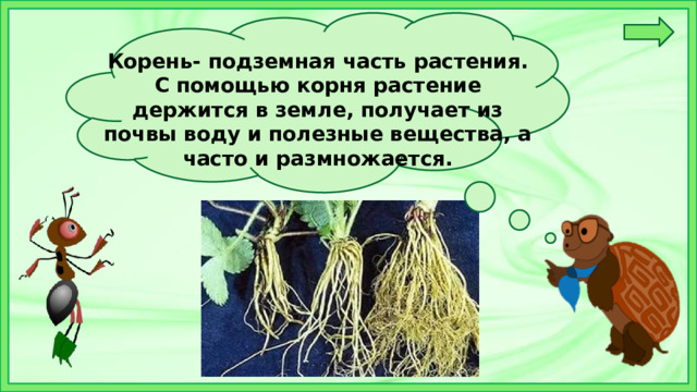 Корень- подземная часть растения. С помощью корня растение держится в земле, получает из почвы воду и полезные вещества, а часто и размножается. 