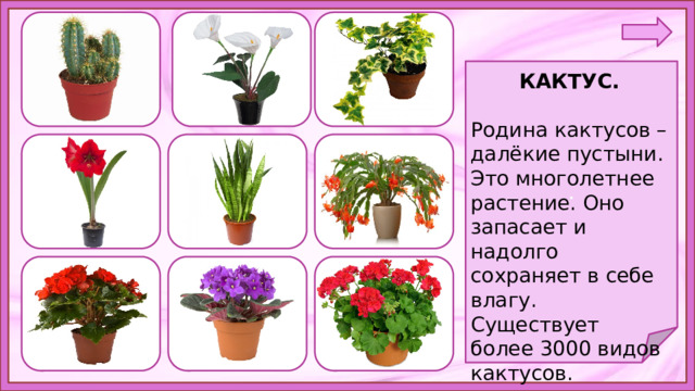 . КАКТУС.  Родина кактусов – далёкие пустыни. Это многолетнее растение. Оно запасает и надолго сохраняет в себе влагу. Существует более 3000 видов кактусов. 