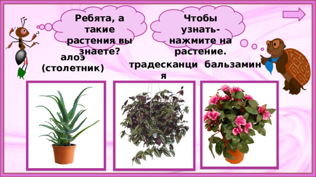 Ребята, а такие растения вы знаете?   Чтобы узнать- нажмите на растение. алоэ (столетник) традесканция бальзамин 