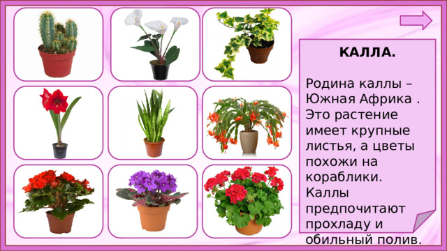 . КАЛЛА.  Родина каллы – Южная Африка . Это растение имеет крупные листья, а цветы похожи на кораблики.  Каллы предпочитают прохладу и обильный полив. 