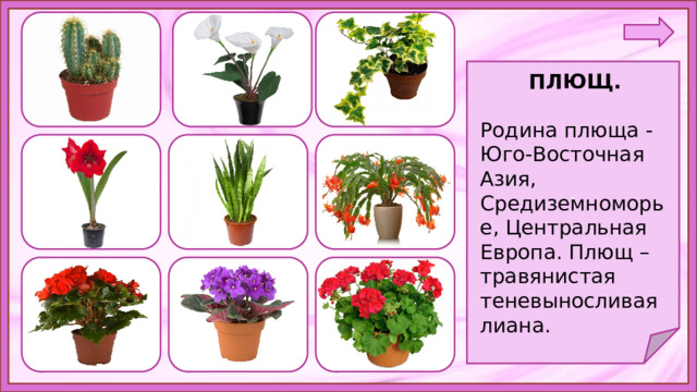 . ПЛЮЩ.  Родина плюща - Юго-Восточная Азия, Средиземноморье, Центральная Европа. Плющ – травянистая   теневыносливая лиана. 