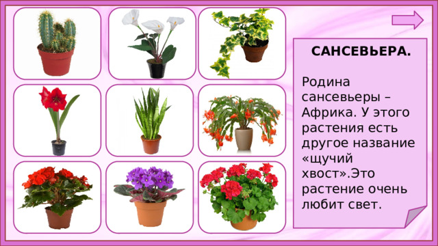. САНСЕВЬЕРА.  Родина сансевьеры – Африка. У этого растения есть другое название «щучий хвост».Это растение очень любит свет. 