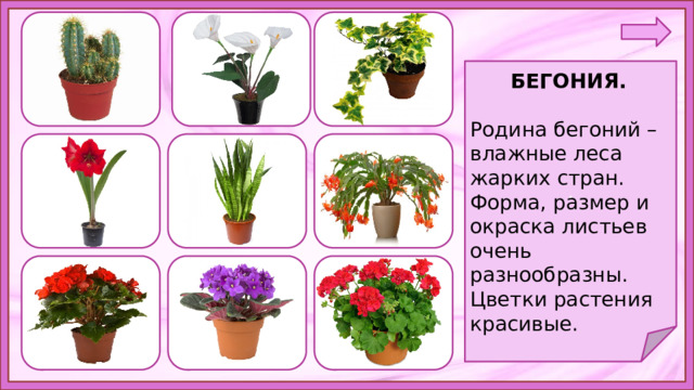 . БЕГОНИЯ.  Родина бегоний – влажные леса жарких стран. Форма, размер и окраска листьев очень разнообразны. Цветки растения красивые.   