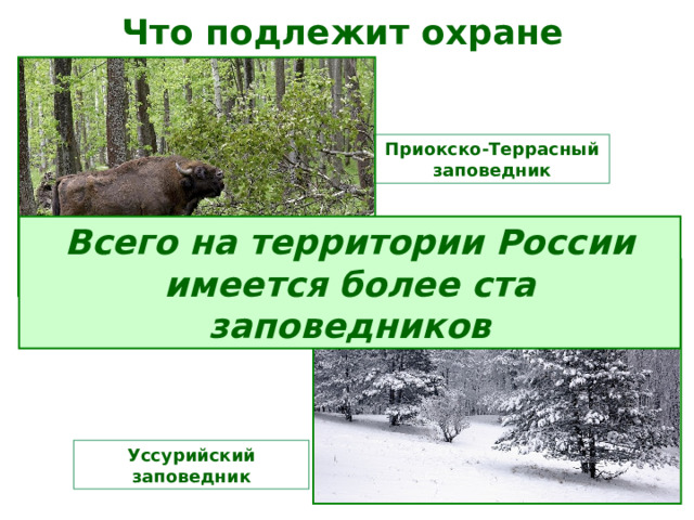 Что подлежит охране    Приокско-Террасный заповедник Всего на территории России имеется более ста заповедников Уссурийский заповедник 