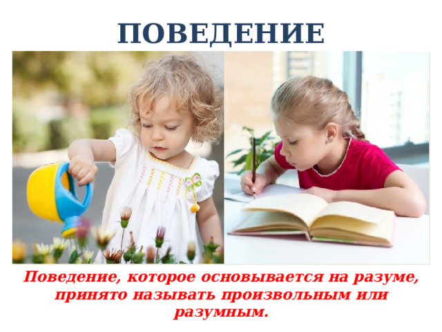 ПОВЕДЕНИЕ Поведение, которое основывается на разуме, принято называть произвольным или разумным. 