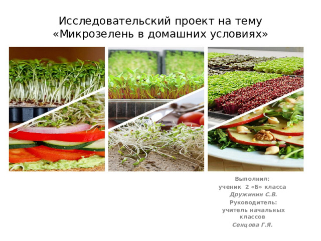 Исследовательский проект на тему  «Микрозелень в домашних условиях»   Выполнил: ученик 2 «Б» класса Дружинин С.В. Руководитель: учитель начальных классов Сенцова Г.Я.  