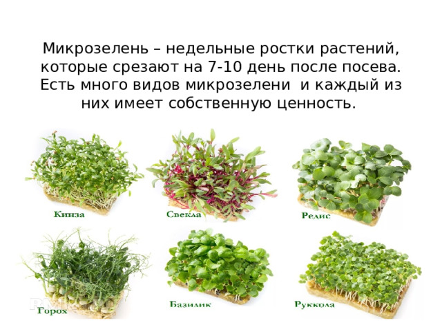 Микрозелень – недельные ростки растений, которые срезают на 7-10 день после посева. Есть много видов микрозелени и каждый из них имеет собственную ценность.   