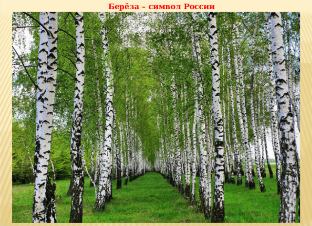 Берёза – символ России 