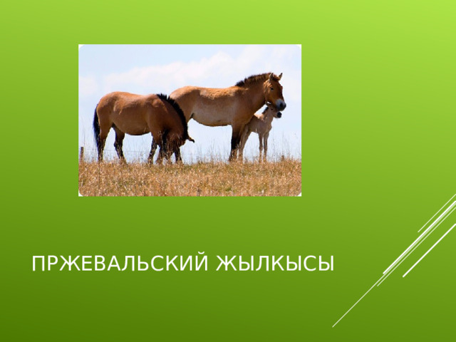 ПРЖЕВАЛЬСКИЙ ЖЫЛКЫСЫ 