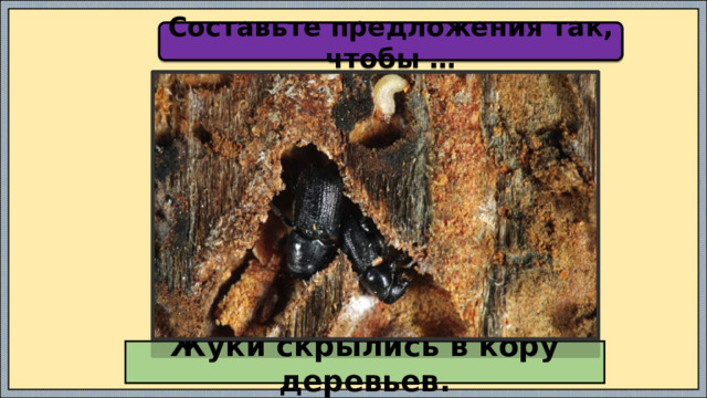 Составьте предложения так, чтобы … Жуки скрылись в кору деревьев. 