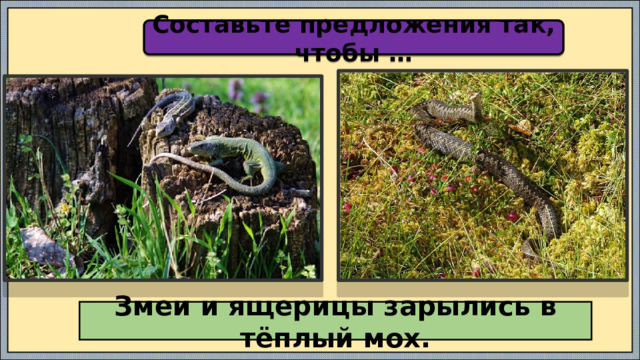 Составьте предложения так, чтобы … Змеи и ящерицы зарылись в тёплый мох. 