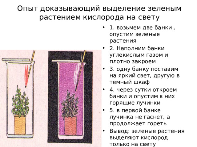 Опыт доказывающий выделение зеленым растением кислорода на свету 1. возьмем две банки , опустим зеленые растения 2. Наполним банки углекислым газом и плотно закроем 3. одну банку поставим на яркий свет, другую в темный шкаф 4. через сутки откроем банки и опустим в них горящие лучинки 5. в первой банке лучинка не гаснет, а продолжает гореть Вывод: зеленые растения выделяют кислород только на свету 
