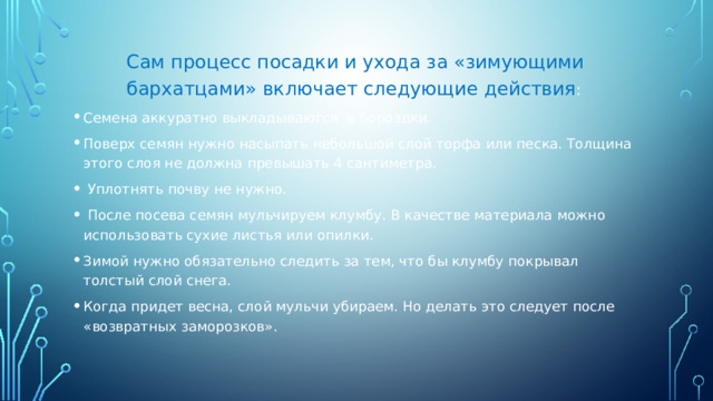  Сам процесс посадки и ухода за «зимующими бархатцами» включает следующие действия : Семена аккуратно выкладываются в бороздки. Поверх семян нужно насыпать небольшой слой торфа или песка. Толщина этого слоя не должна превышать 4 сантиметра.  Уплотнять почву не нужно.  После посева семян мульчируем клумбу. В качестве материала можно использовать сухие листья или опилки. Зимой нужно обязательно следить за тем, что бы клумбу покрывал толстый слой снега. Когда придет весна, слой мульчи убираем. Но делать это следует после «возвратных заморозков». 