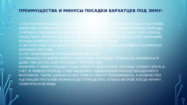             Преимущества и минусы посадки бархатцев под зиму:    1) Ростки получаются закаленными и стойкими. Благодаря этому у растений укрепляется иммунитет, и они лучше переносят различные капризы природы.  2) Можно сэкономить свое время весной на посадку, так как в этот период существует множество других дел, которые можно назвать более важными. Всходы появятся сразу, как будет позволять погода.  3) Весной побеги начинают интенсивный рост, быстро формируется крепкая корневая система.  4) Нет необходимости выращивать рассаду.  5) Повышается выносливость бархатцев. Они будут прекрасно развиваться даже при засухе или перепадах температуры.  Конечно, у таких посадок существуют и недостатки, которые следует брать в учет. В первую очередь стоит выделить повышенный расход посадочного материала. Также далеко не все семена смогут перезимовать. А количество уцелевших растений можно будет определить только весной, когда начнут появляться всходы . 