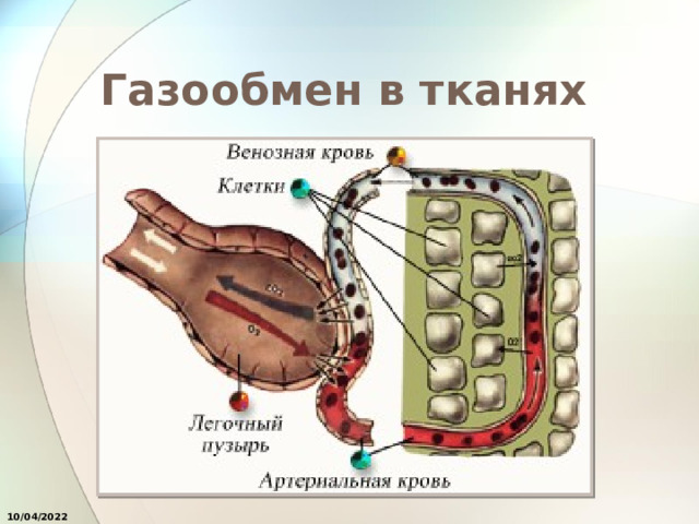 Газообмен в тканях 10/04/2022 
