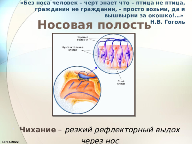 «Без носа человек – черт знает что – птица не птица, гражданин не гражданин, - просто возьми, да и вышвырни за окошко!…»  Н.В. Гоголь Носовая полость Чихание – резкий рефлекторный выдох через нос 10/04/2022 