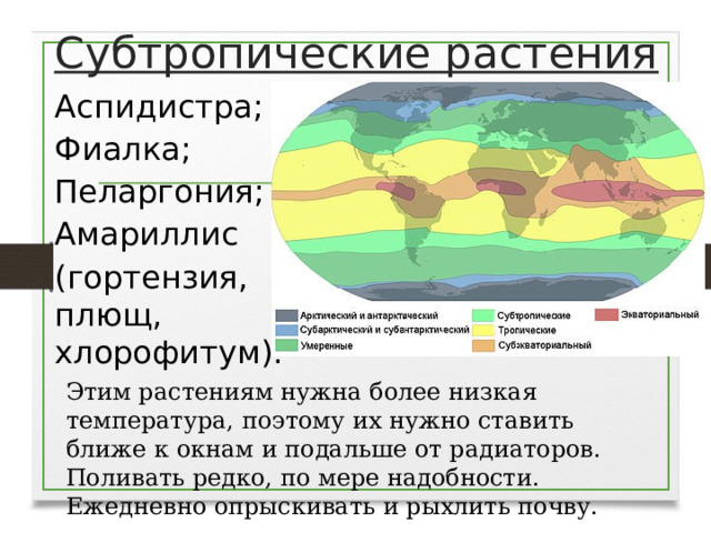 Субтропические растения Аспидистра; Фиалка; Пеларгония; Амариллис (гортензия, плющ, хлорофитум). Этим растениям нужна более низкая температура, поэтому их нужно ставить ближе к окнам и подальше от радиаторов. Поливать редко, по мере надобности. Ежедневно опрыскивать и рыхлить почву.  
