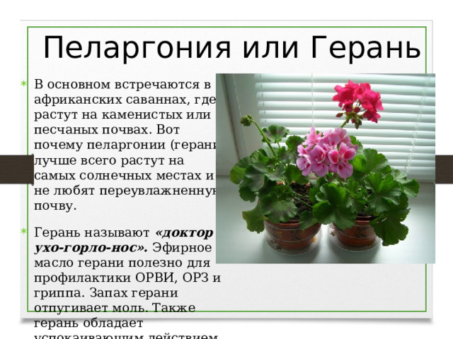 Пеларгония или Герань В основном встречаются в африканских саваннах, где растут на каменистых или песчаных почвах. Вот почему пеларгонии (герани) лучше всего растут на самых солнечных местах и не любят переувлажненную почву. Герань называют «доктор ухо-горло-нос». Эфирное масло герани полезно для профилактики ОРВИ, ОРЗ и гриппа. Запах герани отпугивает моль. Также герань обладает успокаивающим действием. .  