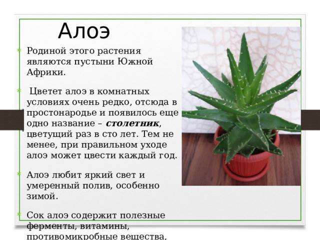 Алоэ Родиной этого растения являются пустыни Южной Африки.  Цветет алоэ в комнатных условиях очень редко, отсюда в простонародье и появилось еще одно название – столетник , цветущий раз в сто лет. Тем не менее, при правильном уходе алоэ может цвести каждый год. Алоэ любит яркий свет и умеренный полив, особенно зимой. Сок алоэ содержит полезные ферменты, витамины, противомикробные вещества, поэтому широко применяется в медицине.  