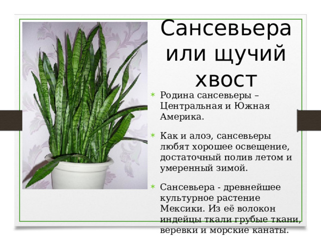 Сансевьера или щучий хвост Родина сансевьеры – Центральная и Южная Америка. Как и алоэ, сансевьеры любят хорошее освещение, достаточный полив летом и умеренный зимой. Сансевьера - древнейшее культурное растение Мексики. Из её волокон индейцы ткали грубые ткани, веревки и морские канаты.  
