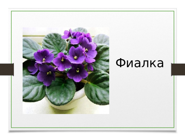 Фиалка  