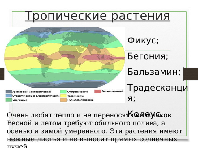 Тропические растения Фикус; Бегония; Бальзамин; Традесканция; Колеус. Очень любят тепло и не переносят сквозняков. Весной и летом требуют обильного полива, а осенью и зимой умеренного. Эти растения имеют нежные листья и не выносят прямых солнечных лучей.  