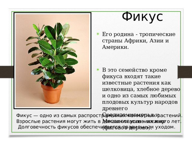 Фикус Его родина - тропические страны Африки, Азии и Америки. В это семейство кроме фикуса входят такие известные растения как шелковица, хлебное дерево и одно из самых любимых плодовых культур народов древнего Средиземноморья и Месопотамии - инжир (фиговое дерево). Фикус — одно из самых распространенных комнатных растений. Взрослые растения могут жить в домашних условиях много лет.  Долговечность фикусов обеспечивается правильным уходом.  