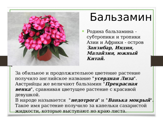Бальзамин Родина бальзамина - субтропики и тропики Азии и Африки - остров Занзибар, Индия, Малайзия, южный Китай. За обильное и продолжительное цветение растение получило английское название 