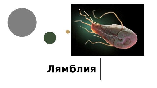 Лямблия 