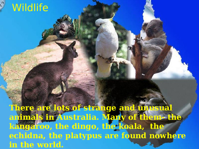 Wildlife There are lots of strange and unusual animals in Australia. Many of them- the kangaroo, the dingo, the koala, the echidna, the platypus are found nowhere in the world. 