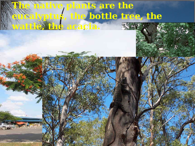 The native plants are the eucalyptus, the bottle tree, the wattle, the acacia.  