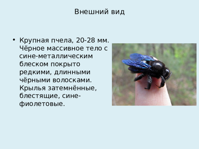 Внешний вид Крупная пчела, 20-28 мм. Чёрное массивное тело с сине-металлическим блеском покрыто редкими, длинными чёрными волосками. Крылья затемнённые, блестящие, сине-фиолетовые. 