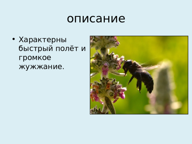 описание Характерны быстрый полёт и громкое жужжание. 