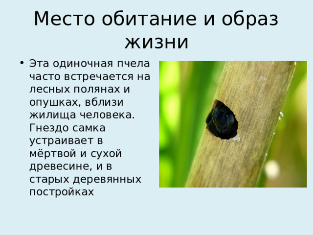 Место обитание и образ жизни Эта одиночная пчела часто встречается на лесных полянах и опушках, вблизи жилища человека. Гнездо самка устраивает в мёртвой и сухой древесине, и в старых деревянных постройках 