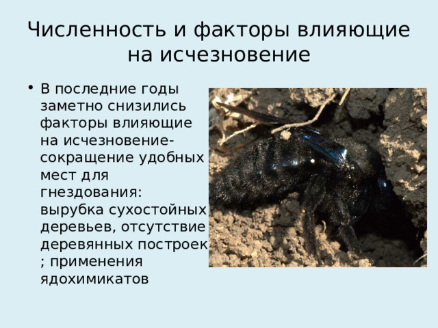 Численность и факторы влияющие на исчезновение В последние годы заметно снизились факторы влияющие на исчезновение- сокращение удобных мест для гнездования: вырубка сухостойных деревьев, отсутствие деревянных построек ; применения ядохимикатов 