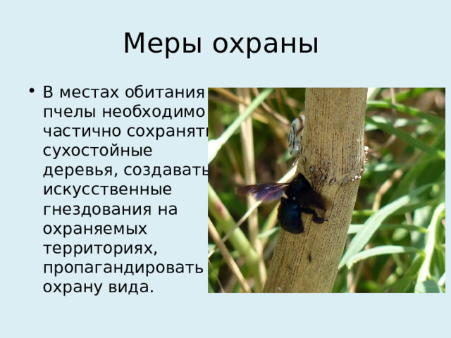 Меры охраны В местах обитания пчелы необходимо частично сохранять сухостойные деревья, создавать искусственные гнездования на охраняемых территориях, пропагандировать охрану вида. 