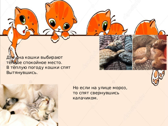 Для сна кошки выбирают тёплое спокойное место. В тёплую погоду кошки спят Вытянувшись. Но если на улице мороз, то спят свернувшись калачиком. 