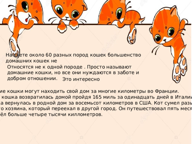 На свете около 60 разных пород кошек большенство домашних кошек не Относятся не к одной породе . Просто называют домашние кошки, но все они нуждаются в заботе и добром отношении.        Это интересно Многие кошки могут находить свой дом за многие километры во Франции. Одна кошка возвратилась домой пройдя 165 миль за одинадцать дней в Италии. Кошка вернулась в родной дом за восемьсот километров в США. Кот сумел разыскать своего хозяина, который переехал в другой город. Он путешествовал пять месяцев и прошёл больше четыре тысячи киллометров. 