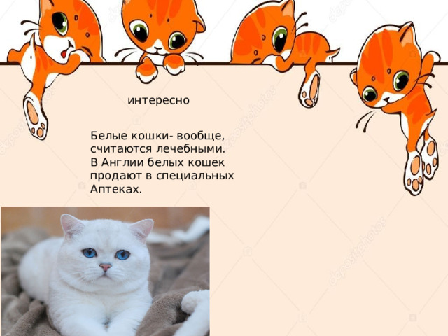 интересно Белые кошки- вообще, считаются лечебными. В Англии белых кошек продают в специальных Аптеках. 