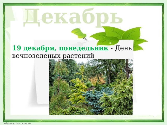 Декабрь 19 декабря, понедельник - День вечнозеленых растений  