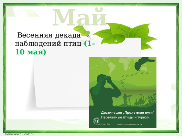 Май  Весенняя декада наблюдений птиц (1–10 мая)  